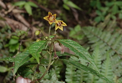 Capsicum geminifolium