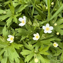 Anemonastrum canadense