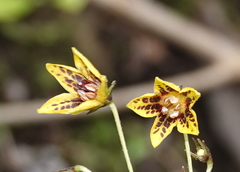 Capsicum geminifolium