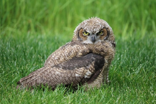 Great Horned Owl photographed in Washington