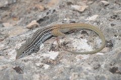 Aspidoscelis scalaris septemvittatus