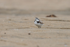 Charadrius nivosus