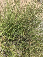 Baccharis plummerae plummerae