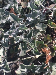 Calystegia collina venusta