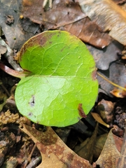 Pyrola americana