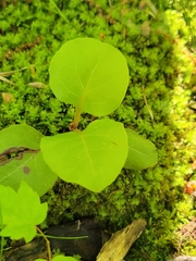 Pyrola americana