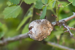 Diplolepis nodulosa