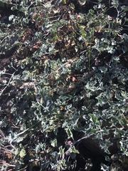 Calystegia collina venusta