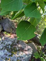 Phyllocoptes didelphis