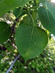 Phyllocoptes didelphis