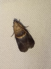 Acrobasis demotella
