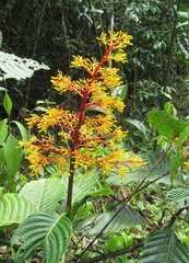 Palicourea guianensis