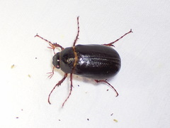 Phyllophaga rugosa