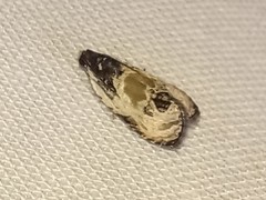 Olethreutes griseoalbana