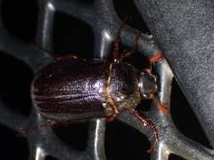 Phyllophaga rugosa