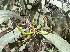 Acacia longispicata