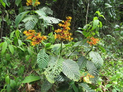 Palicourea guianensis