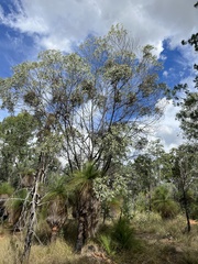 Acacia longispicata