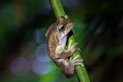 Litoria littlejohni