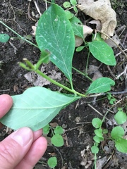 Lonicera dioica