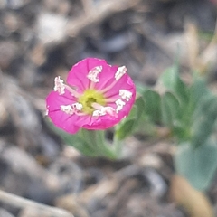 Oenothera rosea