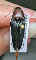 Parallelostethus attenuatus