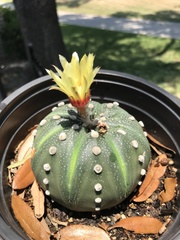 Astrophytum asterias
