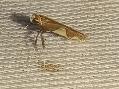 Caloptilia packardella