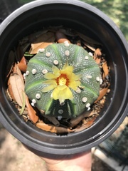 Astrophytum asterias