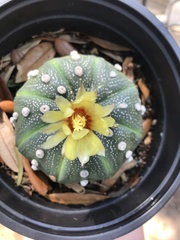 Astrophytum asterias