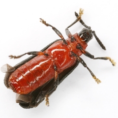 Chalepus bicolor