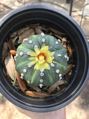 Astrophytum asterias