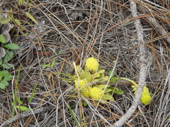 Polygala nana