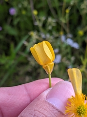 Ranunculus orthorhynchus