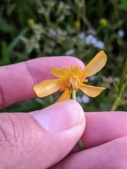 Ranunculus orthorhynchus