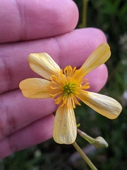 Ranunculus orthorhynchus