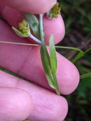 Ranunculus orthorhynchus