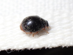 Sticholotidinae