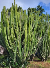 Cereus hexagonus