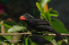 Saltator fuliginosus