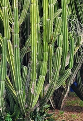 Cereus hexagonus