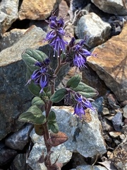 Phacelia vallicola