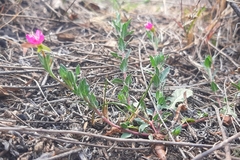 Oenothera rosea