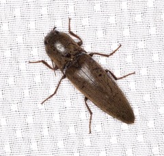 Orthostethus infuscatus