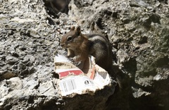 Callospermophilus lateralis certus