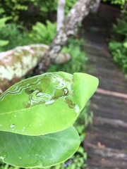 Phyllocnistis magnoliella