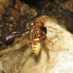 Polistes dorsalis californicus