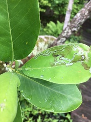 Phyllocnistis magnoliella