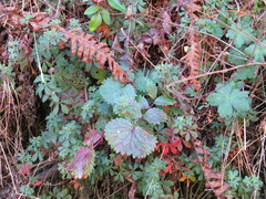 Packera sanguisorbae