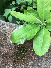 Phyllocnistis magnoliella